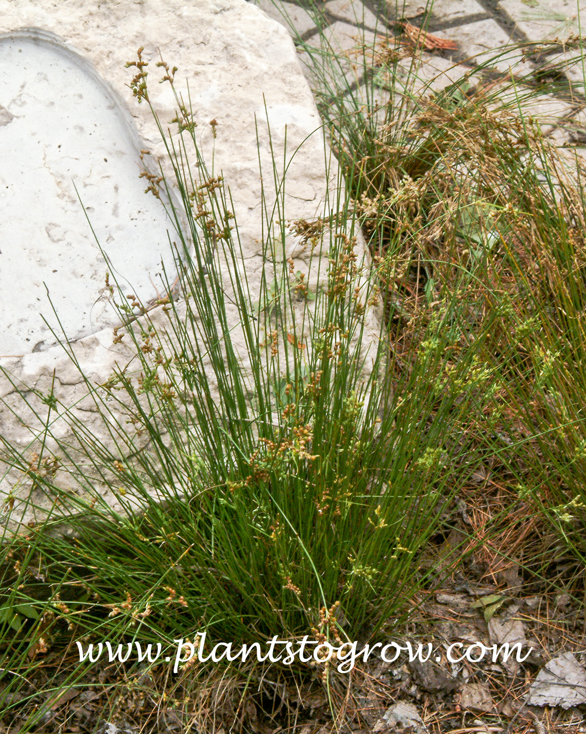 Slender Rush (Juncus tenuis) 
A native wetland plant used in an ornamental settings.